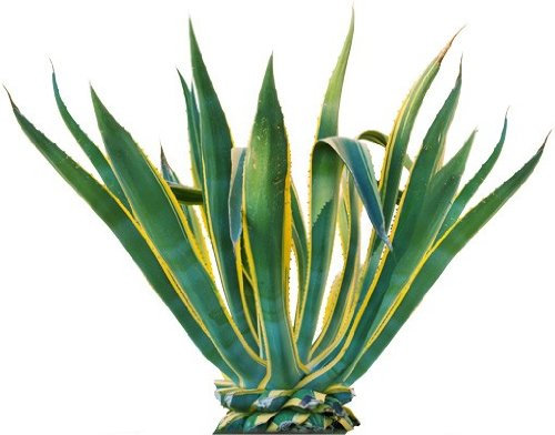 Apalis Wandtattoo No.606 Agave Agave Kaktus Wüste Pflanze Stacheln
