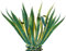 Apalis Wandtattoo No.606 Agave Agave Kaktus Wüste Pflanze Stacheln