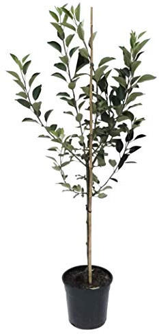 Apfelbaum Rubinette Rosso Herbstapfel sehr guter Tafelapfel Busch ca. 110-140 cm 9,5 L Topf MM 111