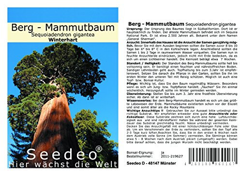 Seedeo® Berg - Mammutbaum (Sequoia. giganteum) 50 Samen