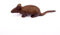 DekofigurMaus aus Gusseisen, außergewöhnliche Dekoration für Haus und Garten