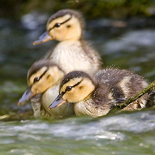 Greeting Sound Card by Really Wild Card -Ducklings