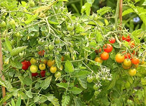 PREMIER SEEDS DIRECT Tomato Cherry - LOSETTO F1-10 Seeds - Good Late Blight Tolerance