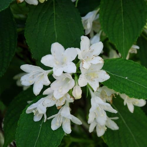Plant World Seeds - Weigela Florida 'Snowflake' Seeds (Tree & Shrub Seeds)