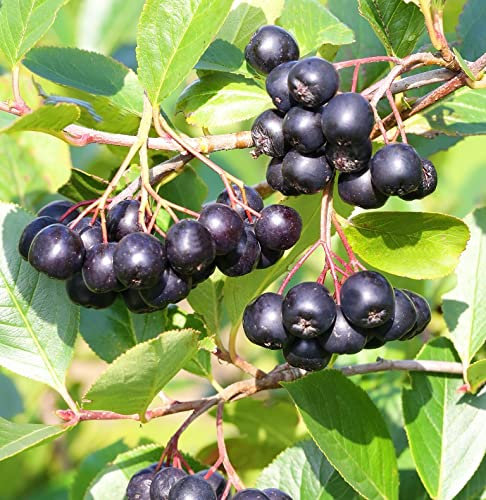 Aronia, Apfelbeere `Hugin´, ca. 60cm, im Topf