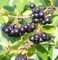 Aronia, Apfelbeere `Hugin´, ca. 60cm, im Topf