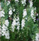 King Larkspur Rittersporn, 150 Samen