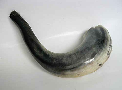 Kosher Shofar - Ram's Horn for Jewish holidays, natural Ram's horn for Yom Kippur and Rosh Hashanah
