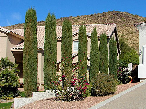 500 semi italiana Cipresso, Cupressus Sempervirens, stricta