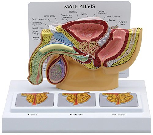 GPI Anatomicals 3551 Becken männlich Modell mit Prostata, 3D