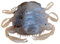 Gulp! Peeler Crab Soft Bait - Natural Peeler - 2in | 5cm