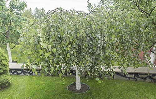 Betula pendula, Weißbirke/Hängebirke 10 Samen Garten/Bonsai