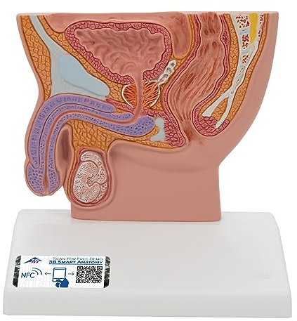 3B Scientific® Männliches Beckenschnitt-Modell – ½ lebensgroßes Humananatomie-Modell mit inneren Strukturen, Langlebiges PVC + Smart Anatomy App (5 Jahre Garantie)