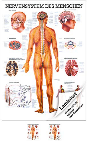 Rüdiger Nervensystem Poster Anatomie 70x50 cm medizinische Lehrmittel