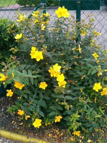 Johanniskraut Hypericum Hidcote Gold 30-40 cm hoch 3 L Topf | Winterhart & pflegeleicht mit leuchtenden Blüten – bienenfreundliche, robuste Sorte für den Garten