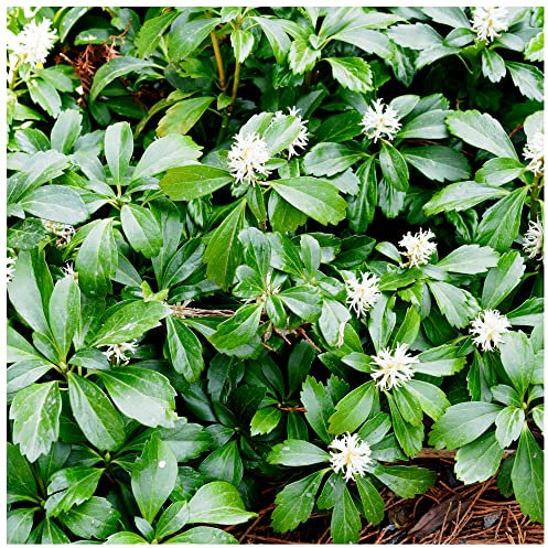 3fatpigs® 3 x Pachysandra Terminalis Green Carpet, 9cm Pots