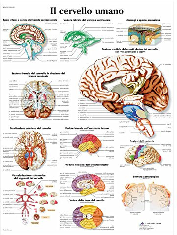 3B Scientific – Laminierte Menschliches Gehirn Tafel – UV- & Staubgeschütztes Anatomieposter für Studium, Lehre & Kliniken