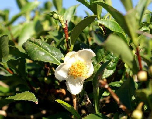Seedeo Echter Teestrauch - Camelia sinensis var. sinensis) 7 Samen