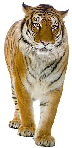 GRAZDesign Wandtattoo Tiger laufend | Wandaufkleber Afrika | Wandsticker Deko Aufkleber 3d - 126x57cm