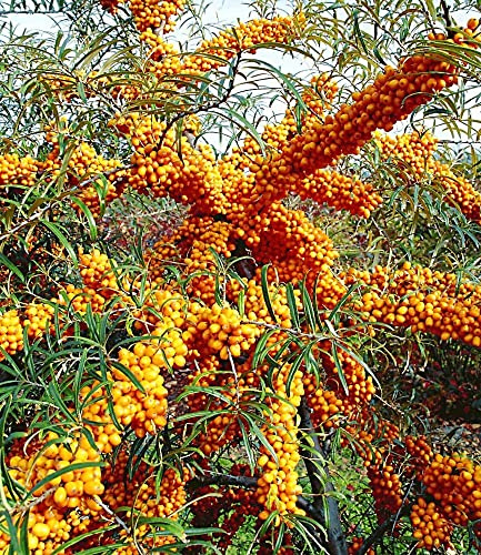 BALDUR Garten 1x Sanddorn Busch 'Orange Energy®' weiblich, im 9x9 cm-Topf