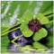 ARTland Wanddeko Glasbilder Wandbild Glas Bild einteilig Quadratisch Wellness Zen Entspannung Kleebatt Wasser Gräser Pflanze Grün T5TO