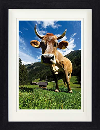 1art1 Kühe Poster Kuh Auf Der ALM Gerahmtes Bild Mit Edlem Passepartout | Wand-Bilder | Im Bilderrahmen 40x30 cm