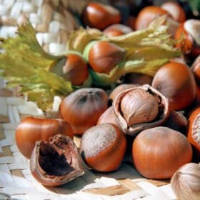 Nocciola Tonda Di Romagna Pianta in Vaso Varietà Nocciola Tonda Di Romagna - 1 Pianta
