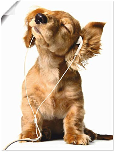 ARTLAND Wanddeko Poster & Kunstdrucke Wandposter Hund Tiere Musik Dackel Welpen Lustig Kunst Surreal Modern Kunst T5QE
