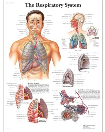 3B Scientific VR1322L Menschliche Anatomie „The Respiratory System“, Poster zum Atmungssystem (englische Version), laminiert