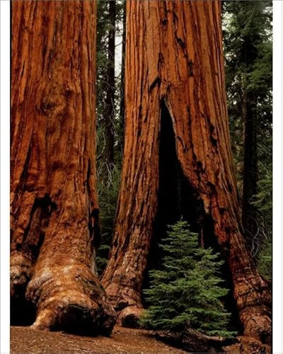 Media Storehouse Sequoia National Park Redwood Trees Print - Print 10x8 (25x20cm) (5784313)
