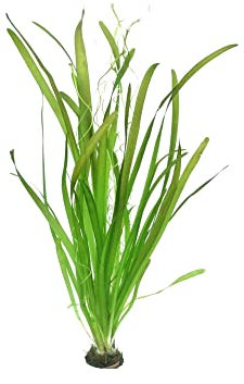 3 x Giant Vallisneria - Vallisneria Gigantea - Piante d'acquario