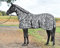 BUSSE PADDOCK-Fliegendecke ZEBRA, mit Bauchlatz, Rückenlänge 115 cm, zebra