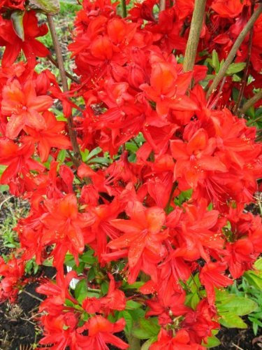 leuchtend rot blühende Garten Azalee Rhododendron luteum Fireball 60 cm hoch mit Ballen