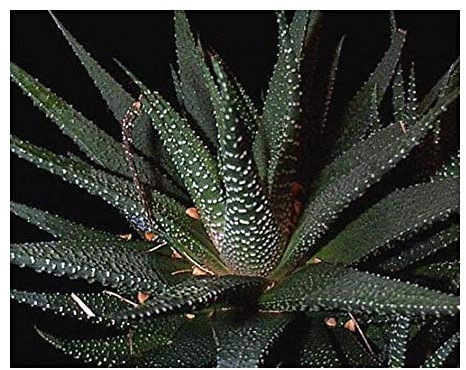 Haworthia margaretifera - Zebra Kaktus - 10 Samen