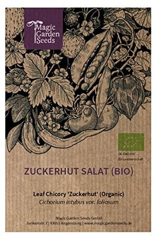 Radicchio Pan di Zucchero (Cichorium intybus var. foliosum) biologico - circa 100 semi