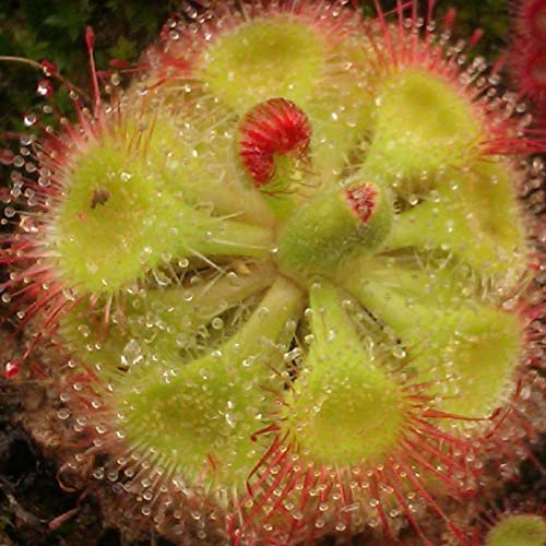 Haloppe 20 Pz Drosera Falconeri Fiori Piante Semi per Giardino Domestico Piantare, Drosera Falconeri Semi Rari Semi Carnivori per Esterno Seme