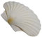 YUPEIUKLI Grandes coquilles Saint-Jacques Blanches pour la Peinture et Les décorations de Mariage sur la Plage Coquillages Blancs naturels 3 à 5 Pouces