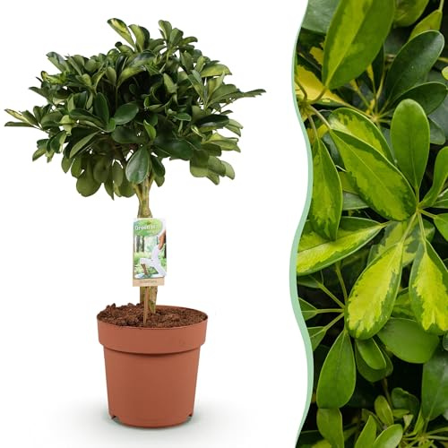 Schefflera Gold Capelle - Fingerbaum - Pflegeleicht - Grün - 70-81cm - Ø21cm - Zimmerpflanze - Immergrün