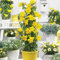 Aamish 70 pezzi di semi di Fiori Dipladenia Sanderi