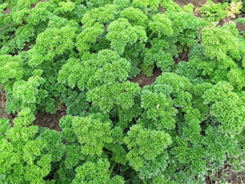 Lot de 500 Graines de Persil Frisé Vert Foncé - Plante aromatique Savoureuse - Indispensable de la Cuisine - 100% Naturelle - Qualité Gustative - Garantie Germination - Semences 100% Reproductibles
