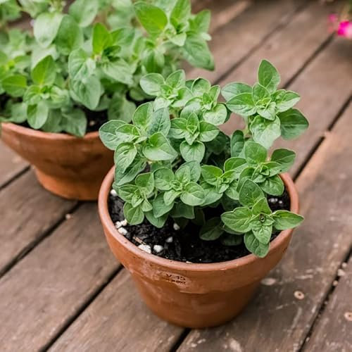 Semillas de Orégano Planta de Usos Culinarios y Medicinales