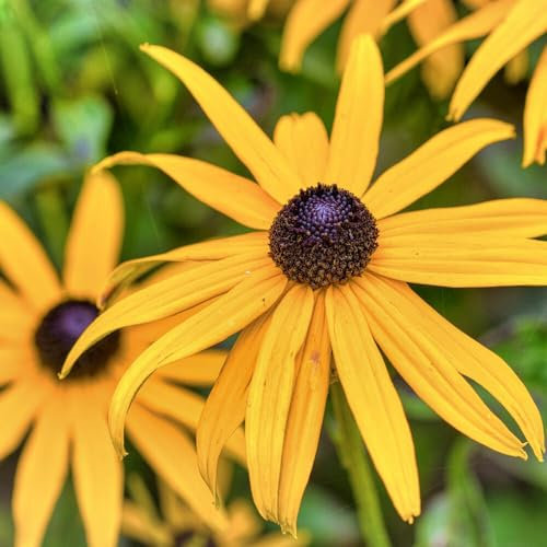 Echinacea Paradoxa gelb | Bienfreundliche Staude von Intragarten | winterhart und mehrjährig | Sonnenhut im Topf gewachsen (Paradoxa)