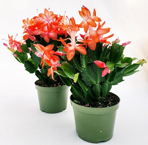 POWERS TO FLOWERS - SCHLUMBERGERA ARANCIONE, 2 PIANTE, Vaso 9cm, Natalina, Pasqualina, Rhipsalis, piante vere