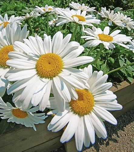 Perennial Garden Plant - Large Daisy Flowers Leucanthemum VAR. Madonna Daisy Garden Plant in 11 cm Pot