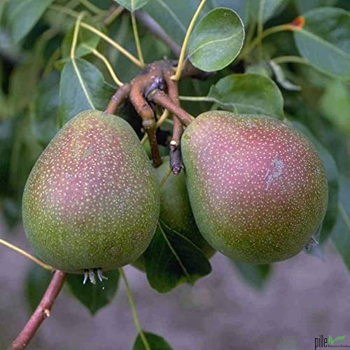 Birnenbaum Pyrus pyrifolia Alexander Lukas - bis zum 10 m Höhe - sonnig bis halbschattig | Liefergröße : 120-160 cm