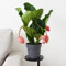Medinilla Magnifica Flamenco | 1x 17cm Pot | Exquisite Indoor Tropical Plant | Ideal for Home and Office Decoration by Thompson and Morgan