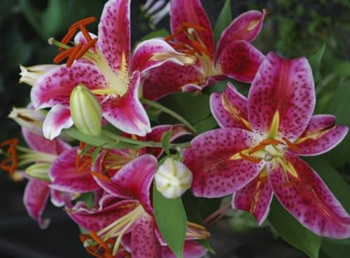 Lilien zwiebeln Leuchtende Farben lilium asiaticum Pflanzen Extrem kältebeständig Lilienzwiebeln