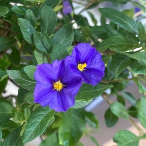 AMDGarden Solanum Rantonnetii Gelsomino del Paraguay Cielo Stellato Pianta a Fiore Viola cm in Vaso 18cm per Esterni