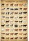 Poster Rassen von Rindern, Texas, Longhorn, ungerahmt, 30,5 x 45,7 cm
