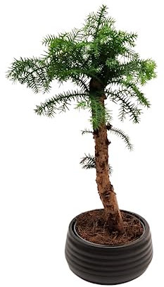 Zimmerpflanze Araucaria Cunninghsmii P19 Bonsai Tolles Geschenk (Schwarz)